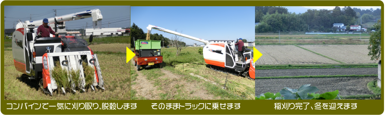 コンバインで一気に刈り取り、脱穀します。そのままトラックに乗せます。稲刈り完了、冬を迎えます。
